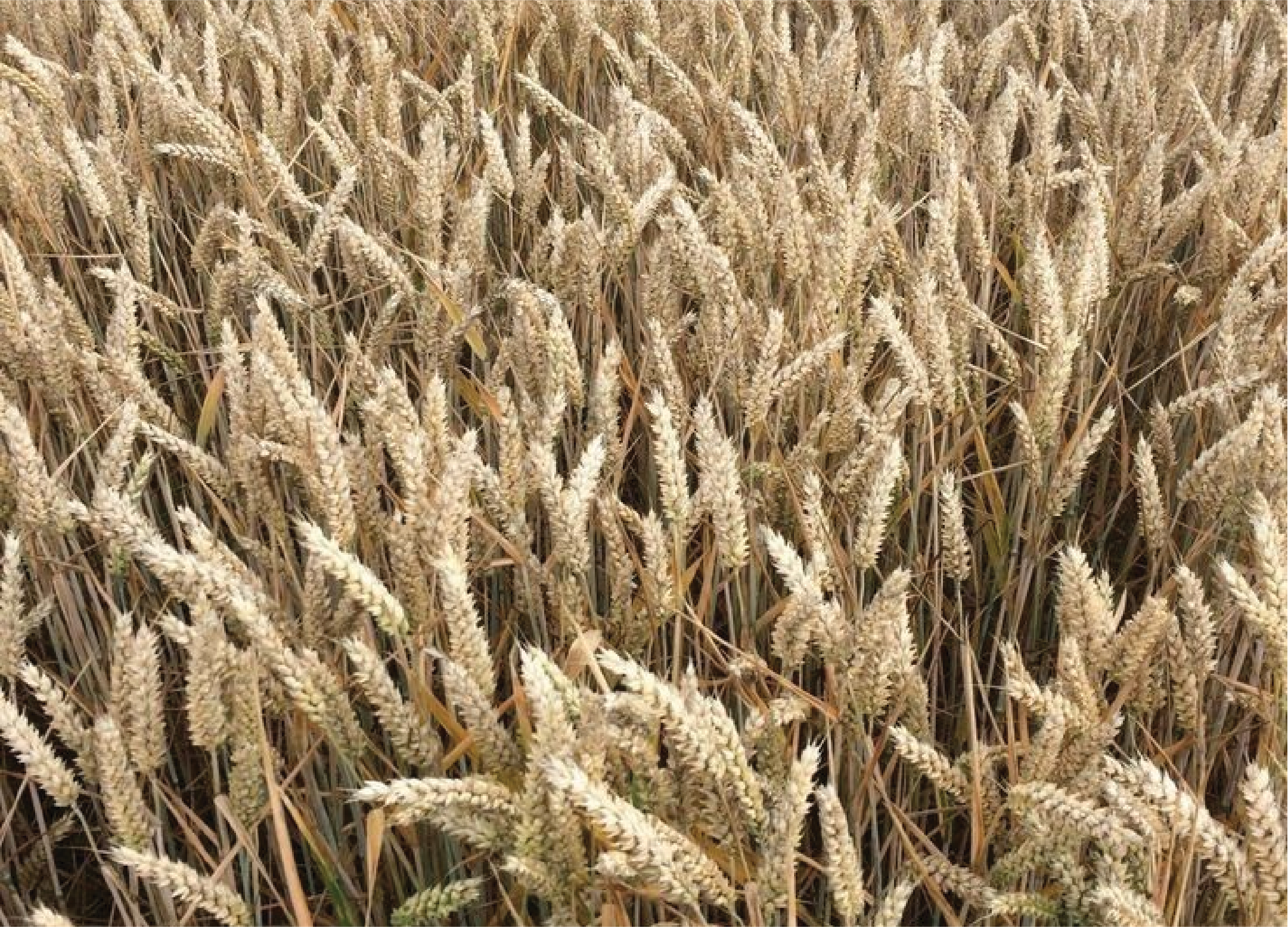 1. Feedstock Selection: