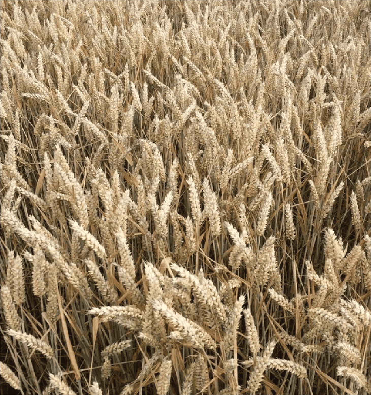 1. Feedstock Selection: